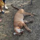 denuncia por muerte de Puma en el municipio de Plato, Magdalena