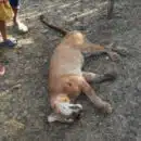 denuncia por muerte de Puma en el municipio de Plato, Magdalena