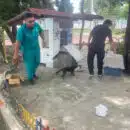 Alcaldía de Santa Marrta rechaza acto de crueldad animal en el Polideportivo