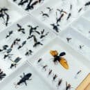 Centro de Colecciones Científicas de UNIMAGDALENA: un espacio que explora la historia biológica y arqueológica del Caribe Centro de Colecciones Científicas de UNIMAGDALENA