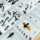 Centro de Colecciones Científicas de UNIMAGDALENA