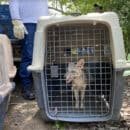 Más de 100 individuos de fauna regresan a su ecosistema natural en áreas de conservación de Drummond Ltd. Más de 100 individuos de fauna regresan a su ecosistema natural