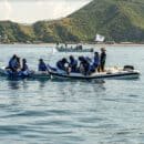 liberación de tres delfines