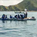 Centro de rescate de fauna marina libera tres delfines tras recuperación exitosa liberación de tres delfines