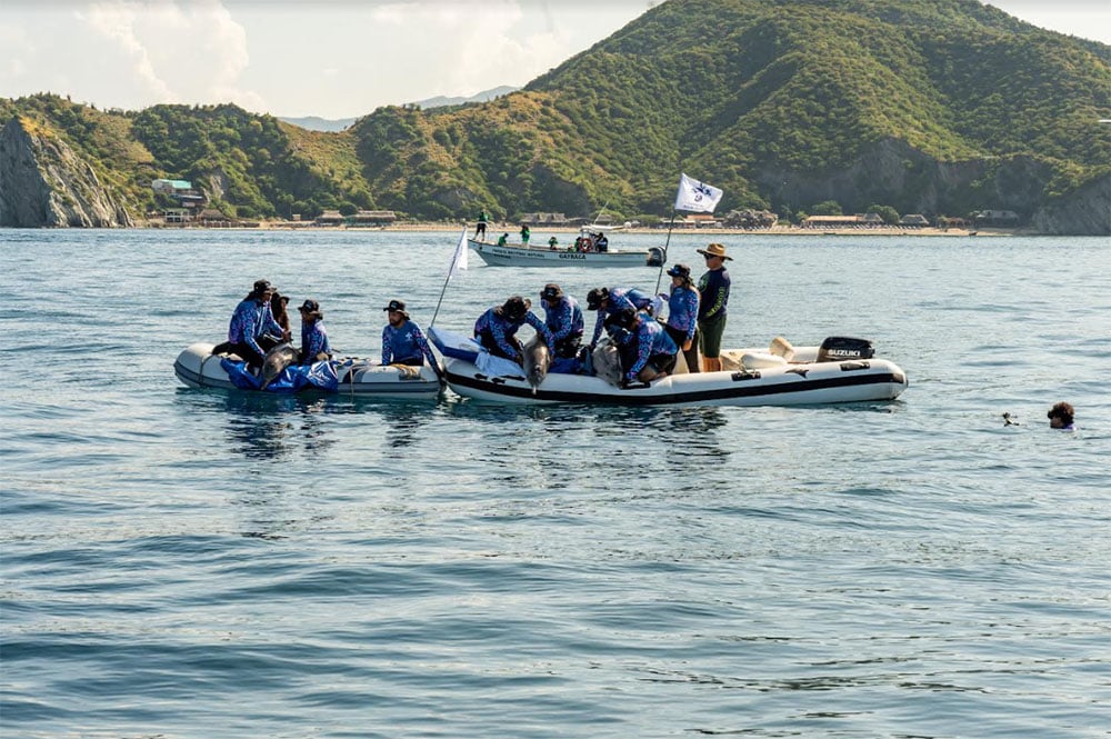 liberación de tres delfines