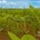 cultivos de cereales, leguminosas y soya