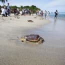 Corpamag, Fundación Museo del Mar, Mundo Marino y Petrobras se unen en la liberación de 79 tortugas marinas liberación de 79 tortugas marinas