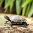 Corpamag en Semana Santa invita a proteger la vida