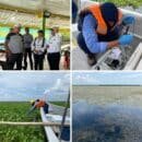 Corpamag realiza toma de muestras de laboratorio ante proliferación de planta acuática invasora