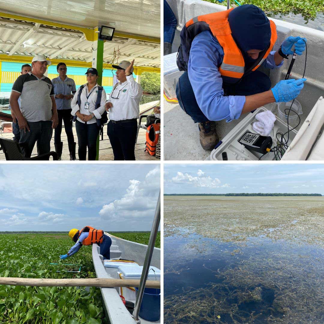 Corpamag realiza toma de muestras de laboratorio ante proliferación de planta acuática invasora