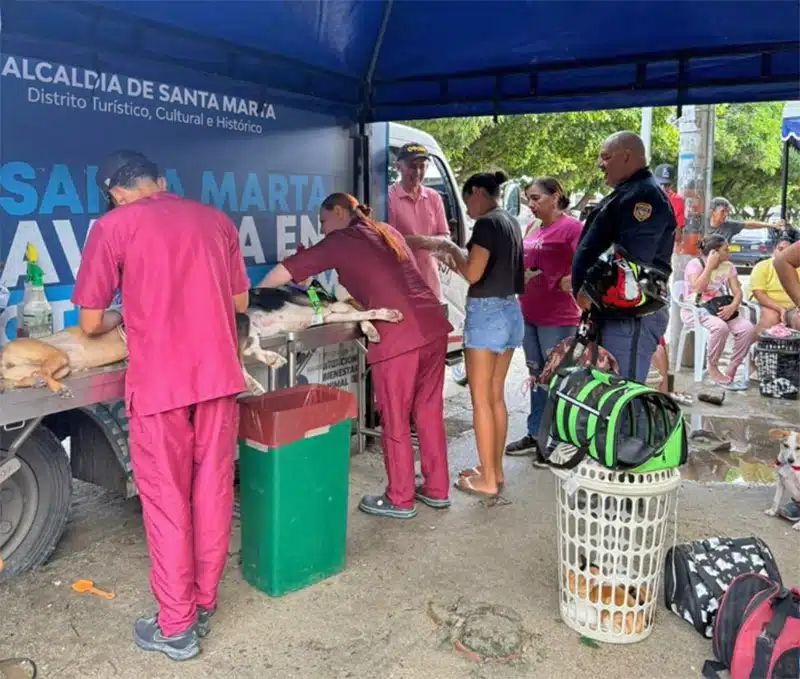 esterilizaciones gratuitas para perros y gatos en Santa Marta