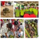 Corpamag - liberación de 1.300 hicoteas en la Ciénaga Caño Ciego