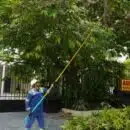 Air-e Intervenida intensifica poda de árboles