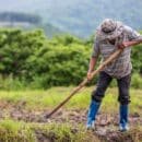 Tocancipá rinde homenaje a sus campesinos