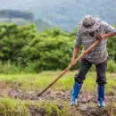 Tocancipá rinde homenaje a sus campesinos