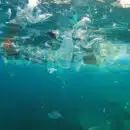 UNIMAGDALENA lidera proyecto contra los microplásticos