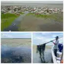 Corpamag hace un llamado urgente al gobierno nacional para enfrentar la invasión de Hydrilla en la Ciénaga Grande de Santa Marta Corpamag hace un llamado urgente al gobierno nacional para enfrentar la invasión de Hydrilla en la Ciénaga Grande