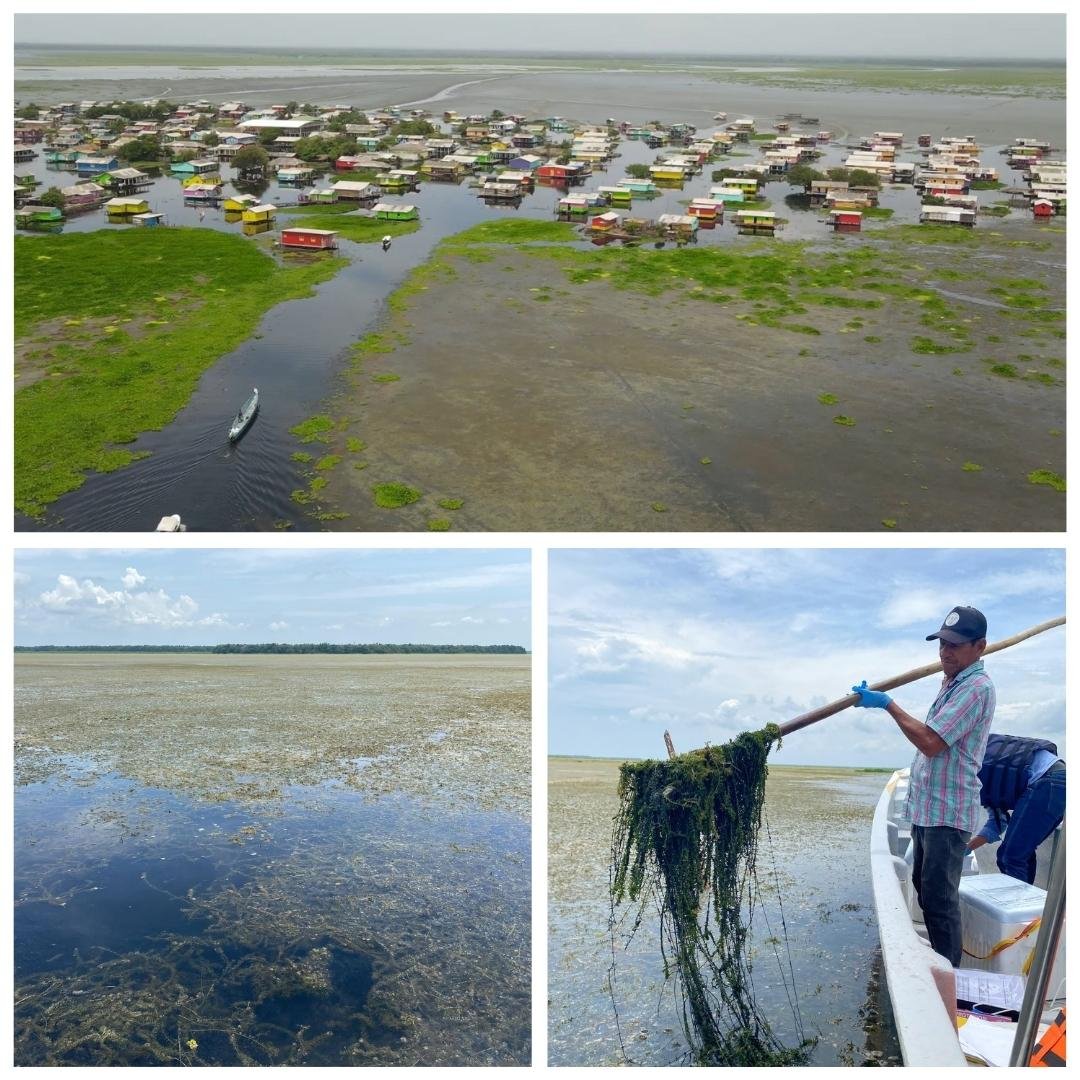 Corpamag hace un llamado urgente al gobierno nacional para enfrentar la invasión de Hydrilla en la Ciénaga Grande