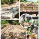 Alcaldía Distrital fortalece las veredas de Santa Marta con nuevas entregas de cemento para obras comunitarias