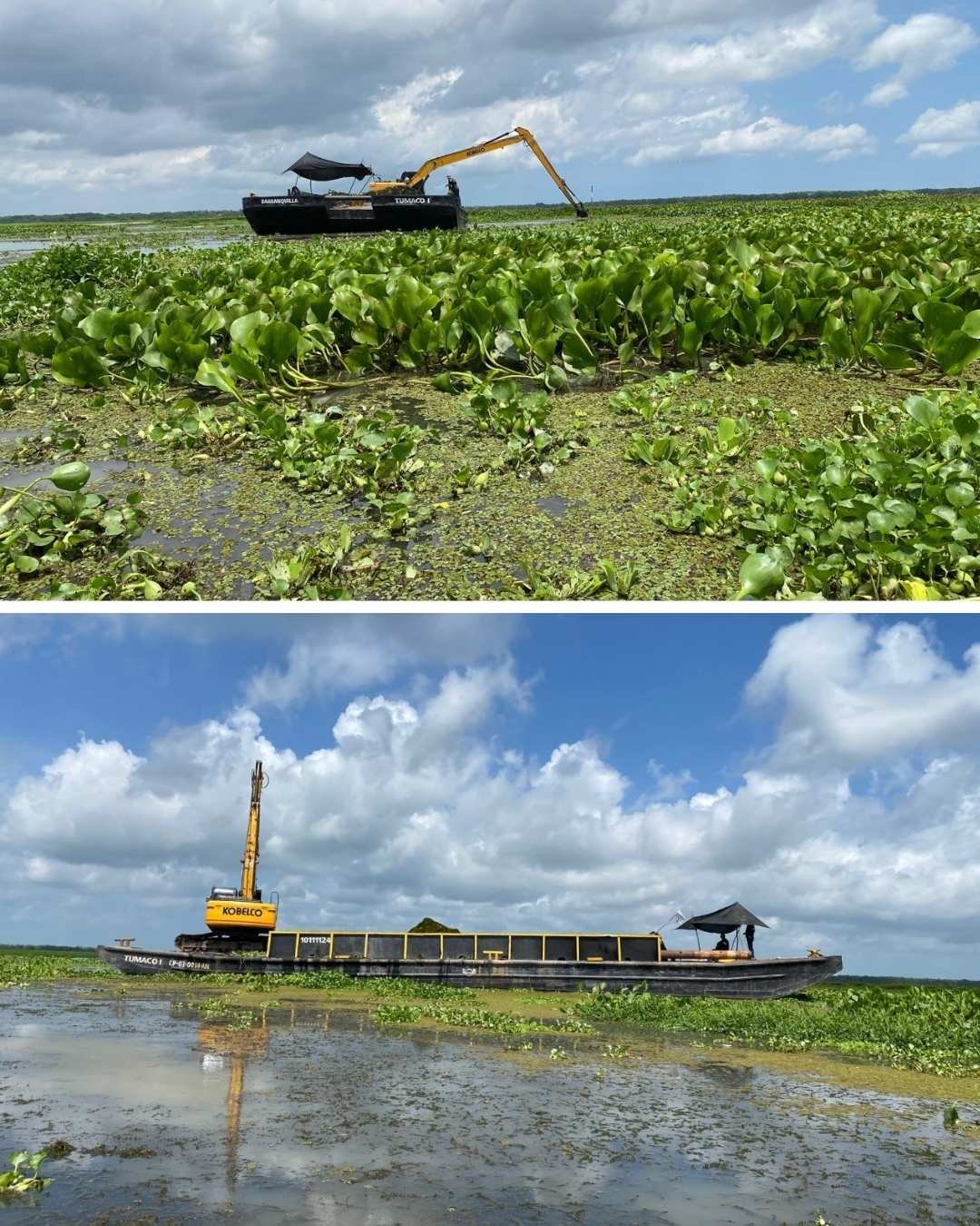 Corpamag avanza con pruebas piloto de remoción mecánica y manual de la Hydrilla en la Ciénaga Grande de Santa Marta