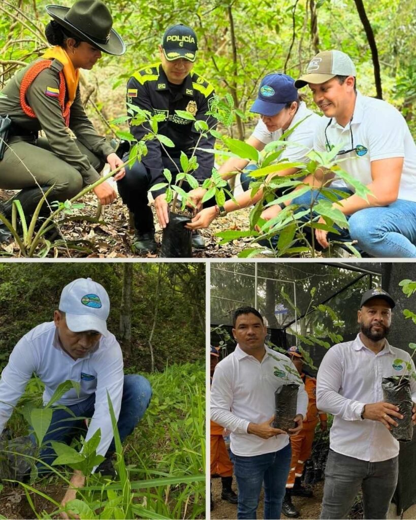 Corpamag ha sembrado más de 30 mil árboles en el Departamento del Magdalena para la restauración de ecosistemas