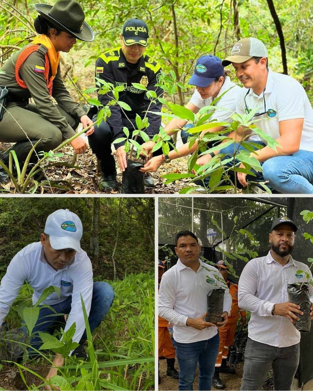 Corpamag ha sembrado más de 30 mil árboles en el Departamento del Magdalena para la restauración de ecosistemas