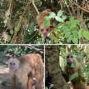Corpamag reintegra más de 90 ejemplares de fauna silvestre a su hábitat natural en el departamento del Magdalena