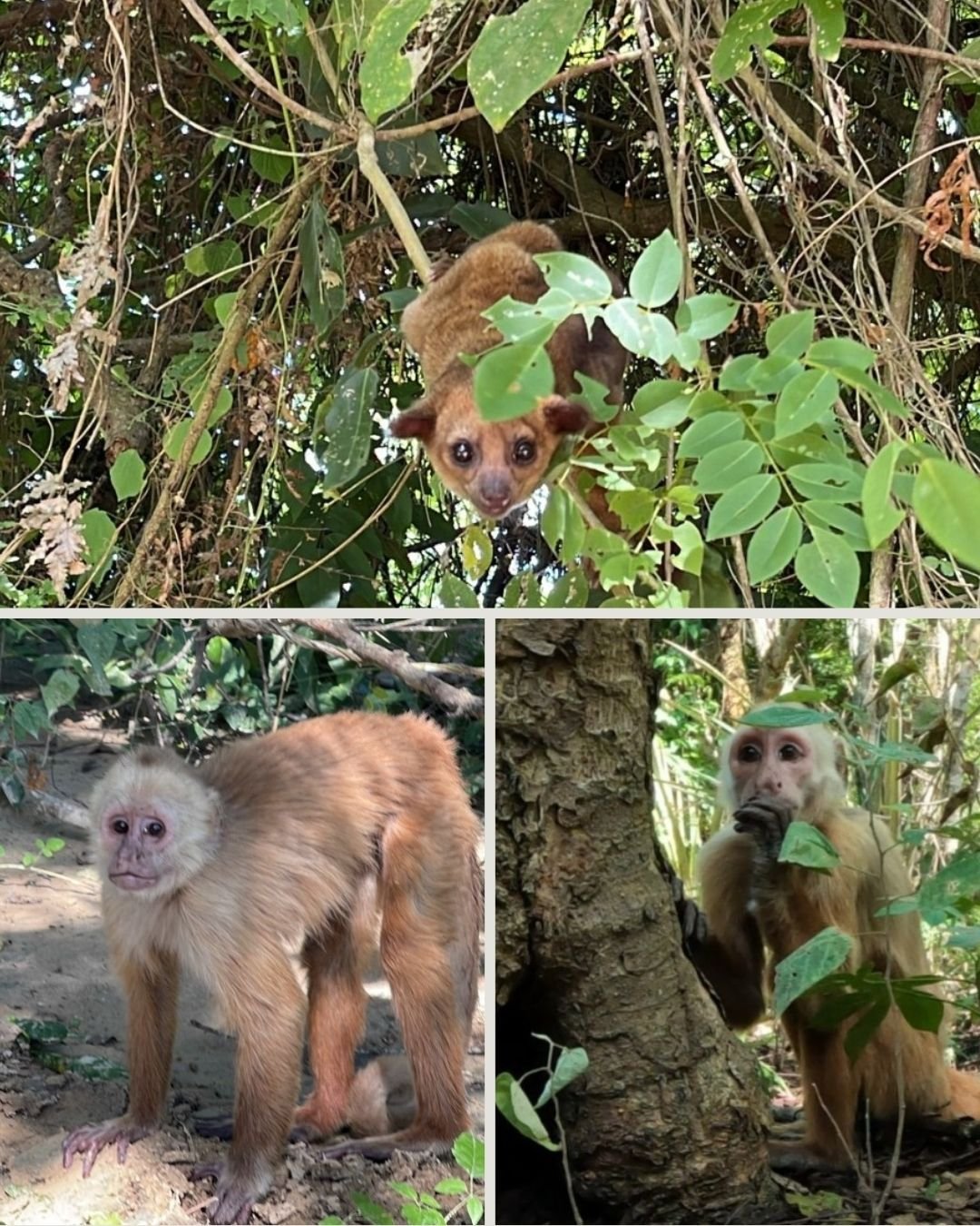 Corpamag reintegra más de 90 ejemplares de fauna silvestre a su hábitat natural en el departamento del Magdalena