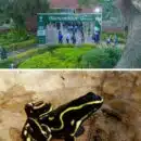 UNIMAGDALENA, epicentro de saberes sobre anfibios y reptiles con el Congreso Colombiano de Herpetología