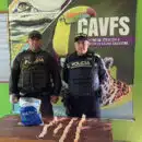 122 huevos de iguana fueron decomisados por la policía en Puebloviejo y entregados al centro de fauna de Corpamag