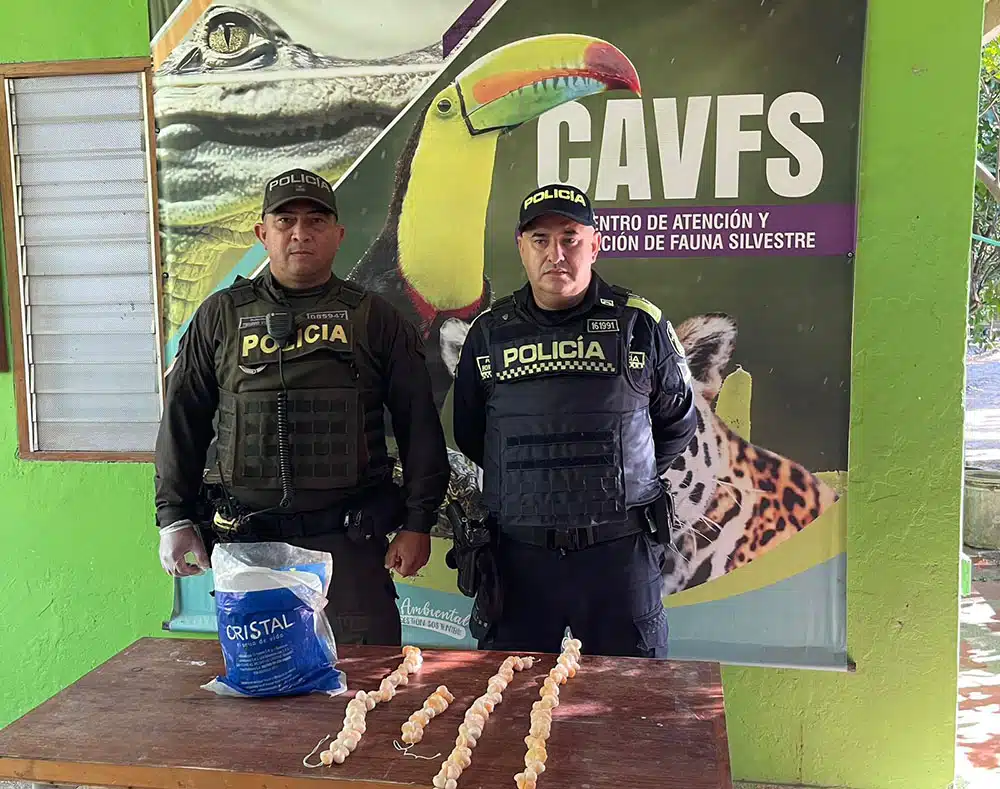122 huevos de iguana fueron decomisados por la policía en Puebloviejo y entregados al centro de fauna de Corpamag