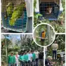 Corpamag realiza liberación blanda de aves víctimas del tráfico y la tenencia ilegal en reserva natural de Minca