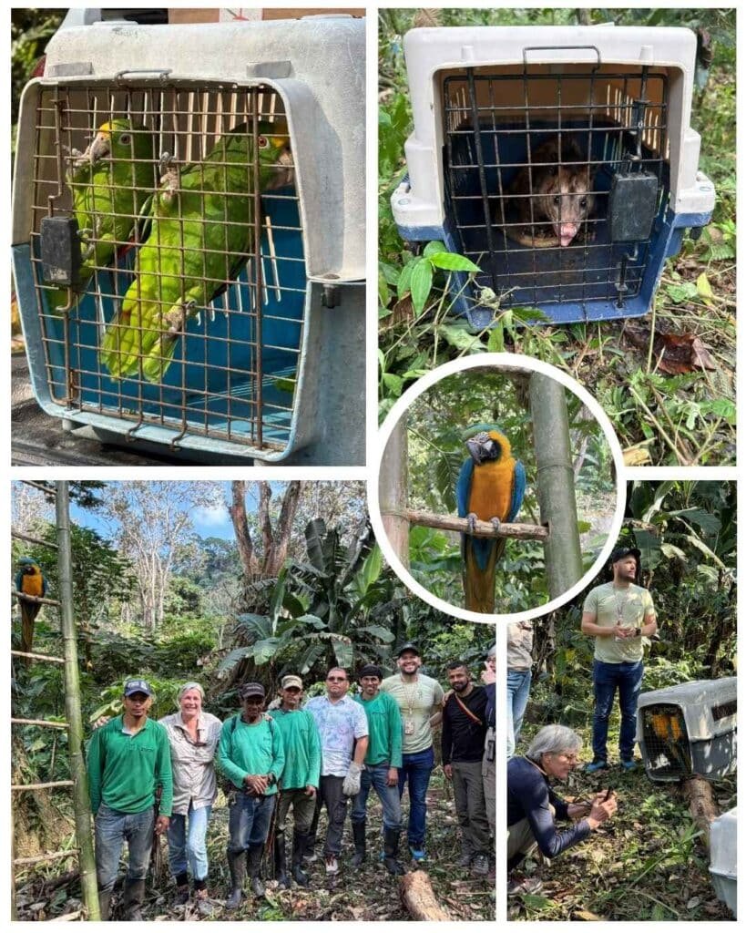Corpamag realiza liberación blanda de aves víctimas del tráfico y la tenencia ilegal en reserva natural de Minca