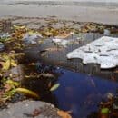 Personería de Santa Marta reclama al Ministerio de Salud vacunación urgente contra el dengue ante aumento alarmante de casos