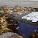 Personería de Santa Marta reclama al Ministerio de Salud vacunación urgente contra el dengue ante aumento alarmante de casos Personería de Santa Marta reclama al Ministerio de Salud vacunación urgente contra el dengue ante aumento alarmante de casos