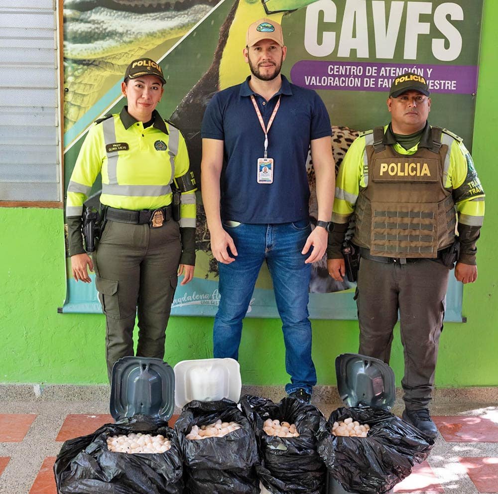 Corpamag recibe más de 7.500 huevos de iguana decomisados por la policía nacional