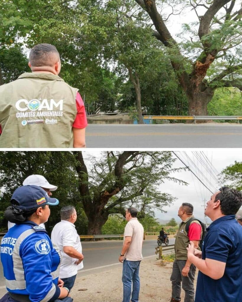 DADSA y autoridades lideran cierre vial por emergencia de árbol en riesgo en la Troncal del Caribe