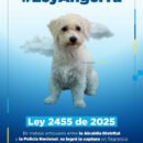 Articulación entre Alcaldía y Policía permite captura en flagrancia de la persona señalada de dar muerte a un animal en Villas de Alejandría
