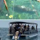 Manatí “Ciruelito” regresó al mar luego de más de un año de rehabilitación en el Centro de Rescate de Fauna Marina