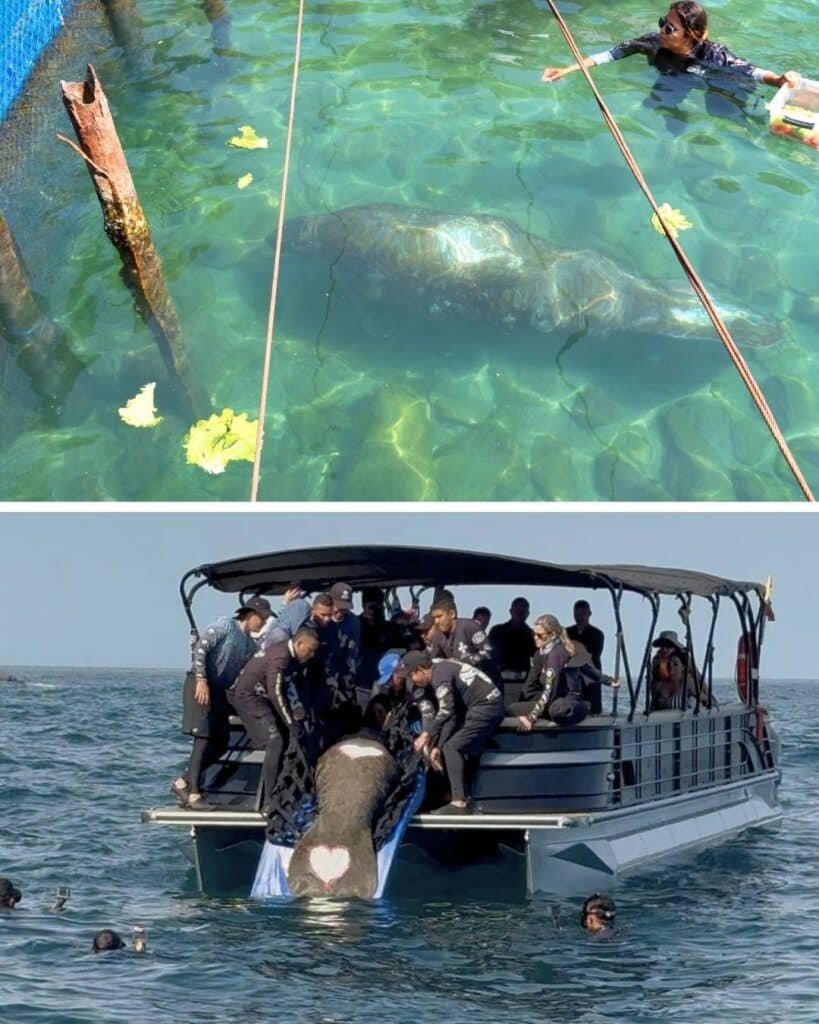 Manatí “Ciruelito” regresó al mar luego de más de un año de rehabilitación en el Centro de Rescate de Fauna Marina