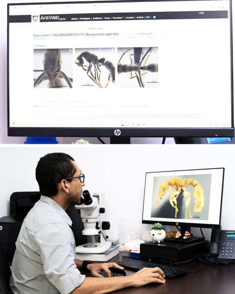 UNIMAGDALENA, primera institución colombiana en integrar la red digital mundial - AntWeb