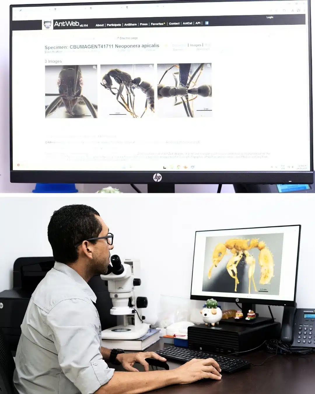 UNIMAGDALENA, primera institución colombiana en integrar la red digital mundial - AntWeb