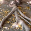 Dadsa advierte sobre el impacto del Neem en la biodiversidad de Santa Marta