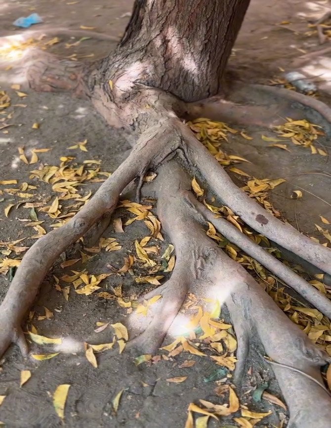 Dadsa advierte sobre el impacto del Neem en la biodiversidad de Santa Marta