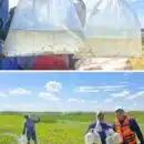 Con siembra de más de 500 mil alevinos, Drummond le apuesta a la restauración y biodiversidad del ecosistema