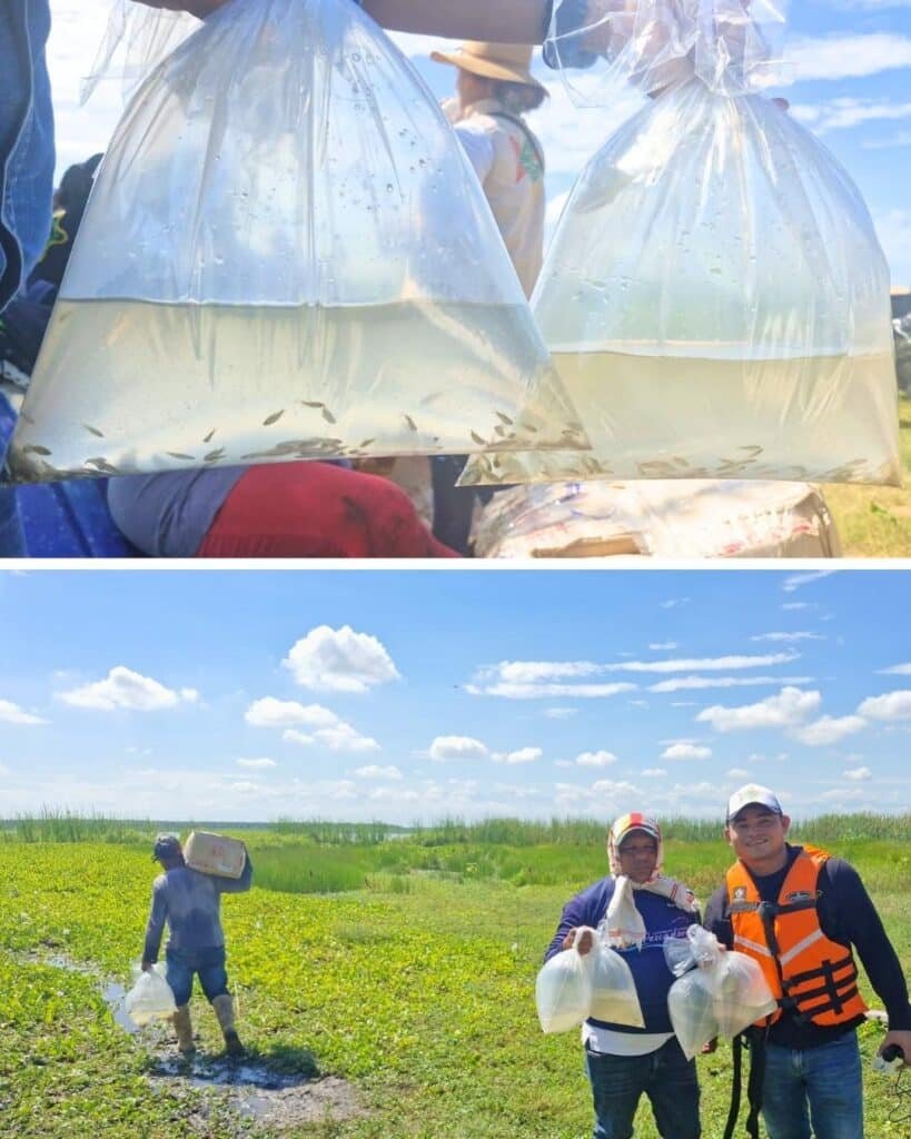Con siembra de más de 500 mil alevinos, Drummond le apuesta a la restauración y biodiversidad del ecosistema