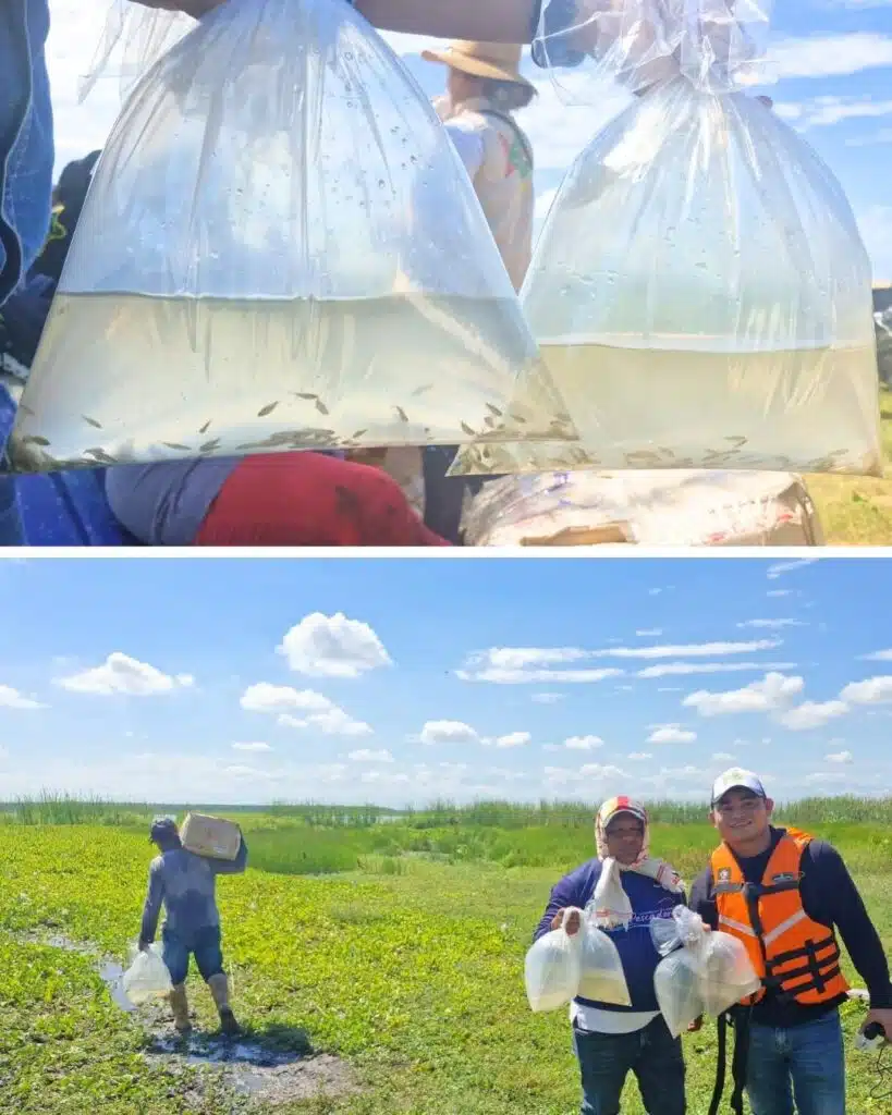 Con siembra de más de 500 mil alevinos, Drummond le apuesta a la restauración y biodiversidad del ecosistema