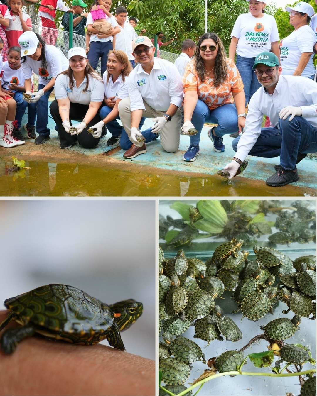 Liberación de mil hicoteas y jornadas ambientales en el Magdalena marcaron el Día Mundial del Medio Ambiente con acompañamiento de CORPAMAG