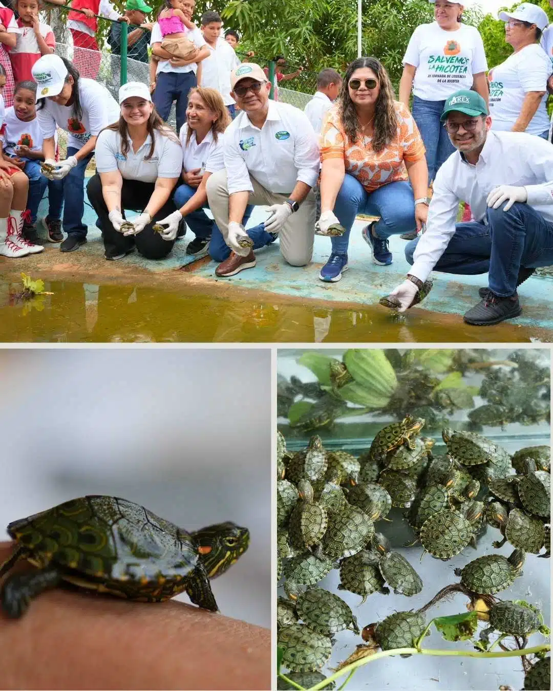 Liberación de mil hicoteas y jornadas ambientales en el Magdalena marcaron el Día Mundial del Medio Ambiente con acompañamiento de CORPAMAG