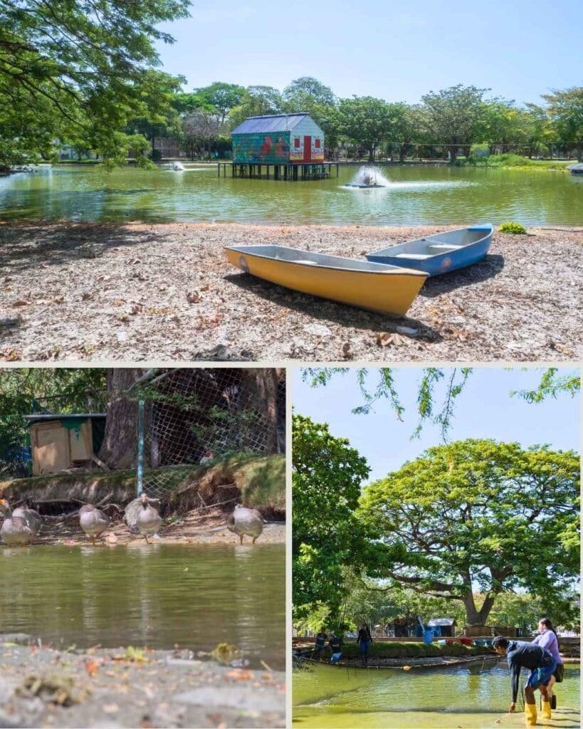 UNIMAGDALENA iniciará adecuación y mantenimiento ecológico de su lago artificial